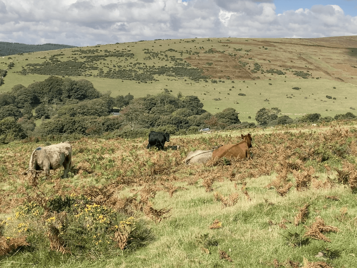 CCP Artist Daksha Patel, Insights from&nbsp;Dartmoor