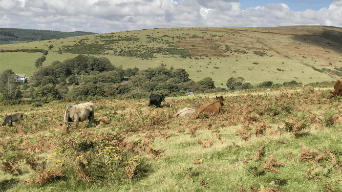 A moorland field with cows in