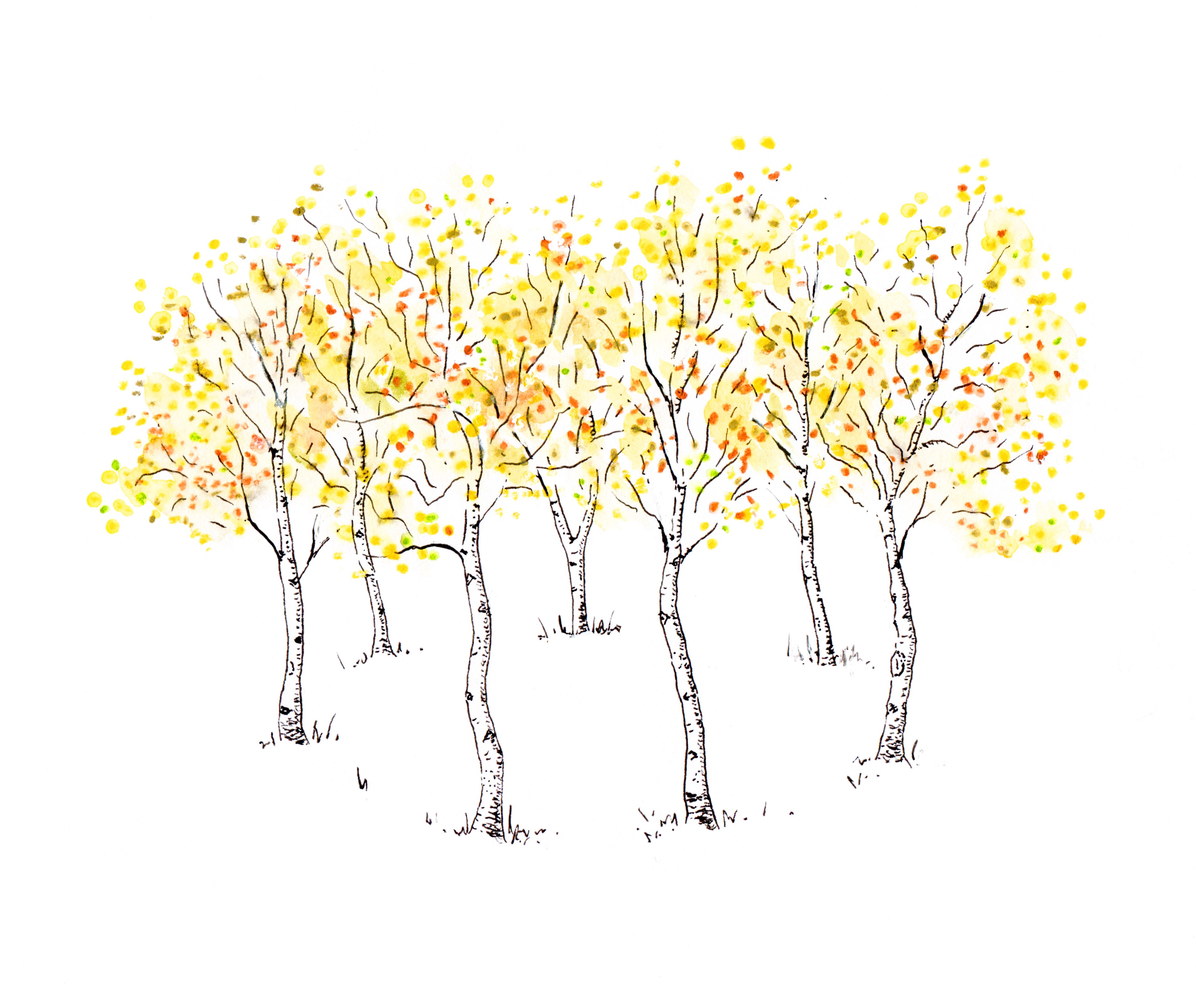 An illustration of seven silver birch trees with golden leaves